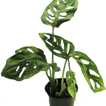 Monstera adansonii