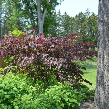 Cercis canadensis 'Forest Pansy' 