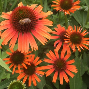 Echinacea 'Orange Skipper' PPAF