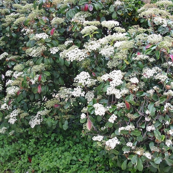 Viburnum tinus 'Compactum' 