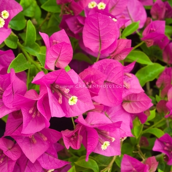 Bougainvillea 'Miami Pink' 