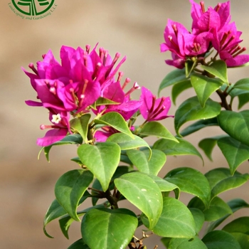 Bougainvillea glabra 'Pink Pixie' 