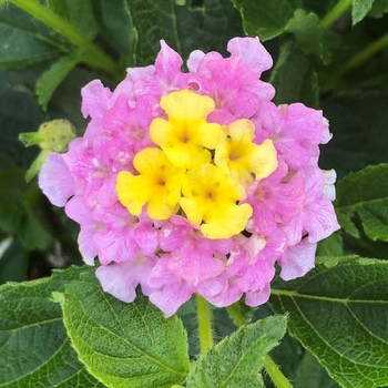 Lantana 'Sunrise' 