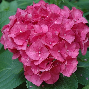 Hydrangea macrophylla 'Merriit's Supreme' 