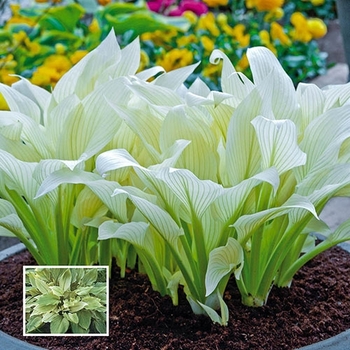 Hosta 'White Feather' 