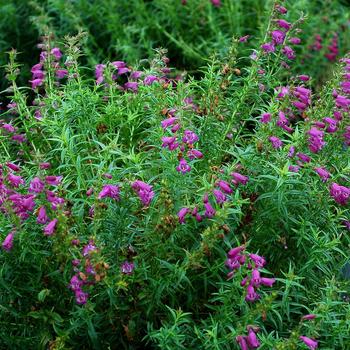 Penstemon Harlequin™ Purple