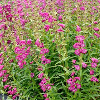 Penstemon Harlequin™ Violet