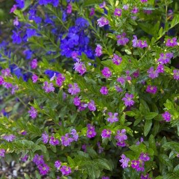 Cuphea hyssopifolia 'Monshi' 