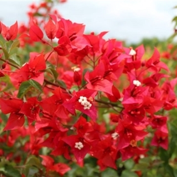 Bougainvillea 'Flame Red' 