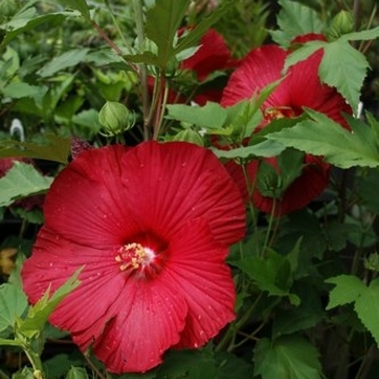 Hibiscus 'Cinnamon Grappa' 