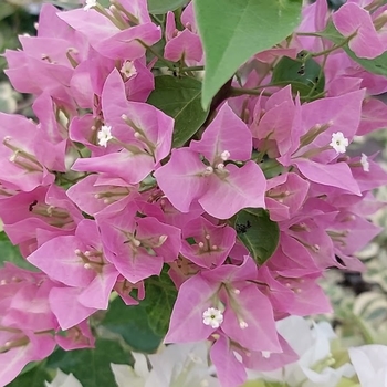 Bougainvillea 'Vera Pink' 