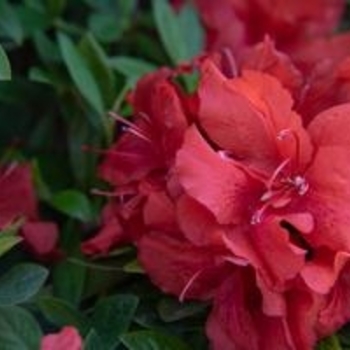 Rhododendron 'Ruby Starburst™' 