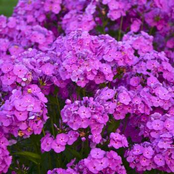 Phlox 'Magenta Pearl' 