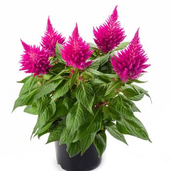 Celosia spicata