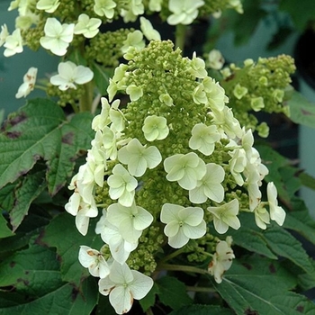 Pink Splendor™ Hydrangea, Hydrangea macrophylla 'MonPKSP