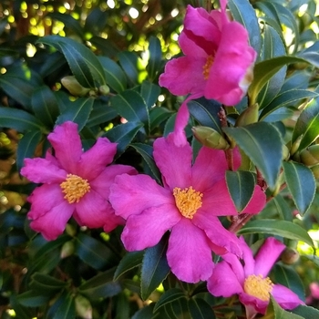 Camellia sasanqua 'Slim 'N Trim' 
