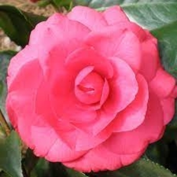 Camellia japonica 'Rose Dawn' 
