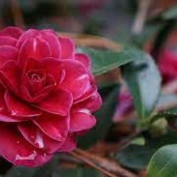 Camellia sasanqua 'Purple Haze' 