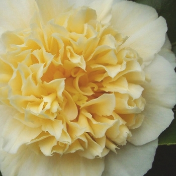 Camellia x williamsii 'Jury's Yellow' 
