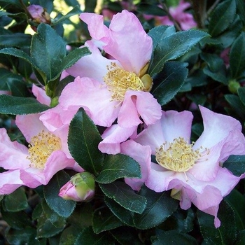 Camellia sasanqua 'Cleopatra' 