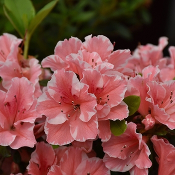 Rhododendron 'Robleze' 