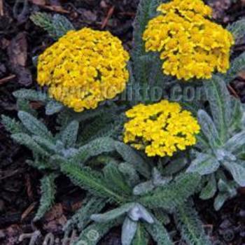 Achillea tomentosa 'Golden Fleece™'