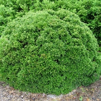 Buxus sempervirens 'Justin Brouwers' 