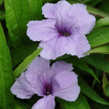 Ruellia brittoniana 'Southern Star Blue'