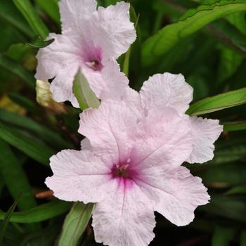 Ruellia brittoniana 'Southern Star Pink' 