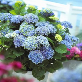 Hydrangea macrophylla 'Hokomarevo' 