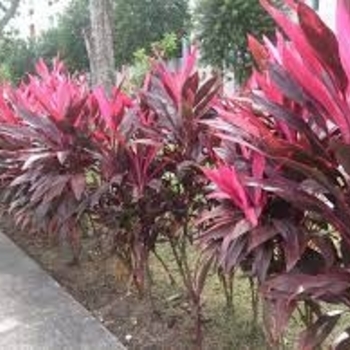 Cordyline terminalis