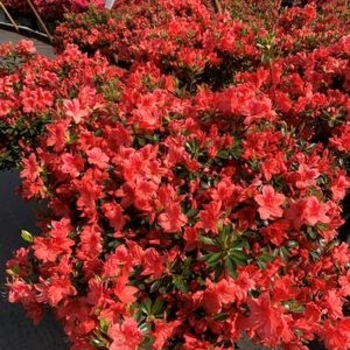 Rhododendron Girard hybrid 'Fashion' 