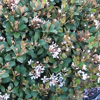 Rhaphiolepis indica