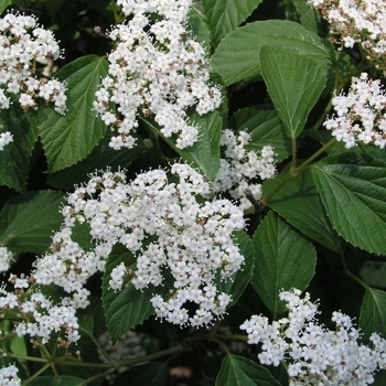 Viburnum obovatum 'Densa' 