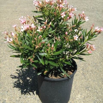 Nerium oleander 'Petite Pink' 
