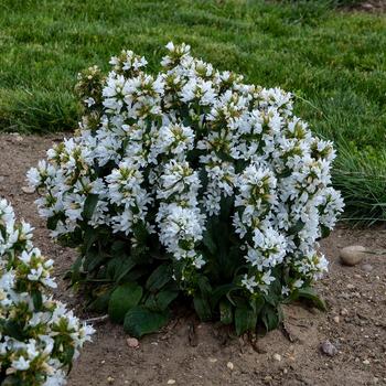 Campanula glomerata 'Angel Bells' 