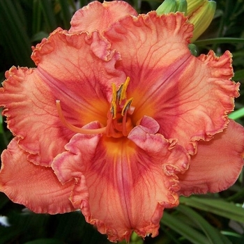 Hemerocallis 'Perceptive' 