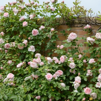 Rosa 'Roald Dahl' 