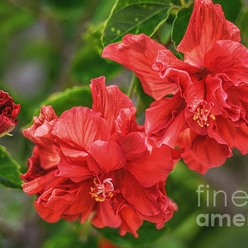 Hibiscus rosa-sinensis 'Double Red' 