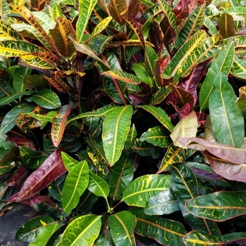 Codiaeum variegatum 'Congo' 