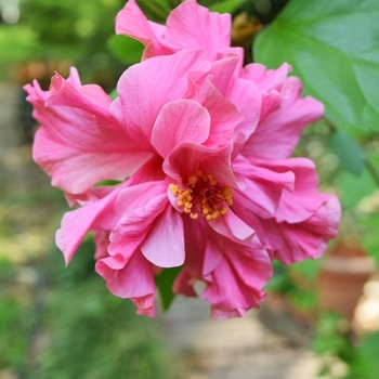 Hibiscus rosa-sinensis 'Kona' 