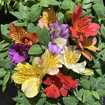 Alstroemeria 'Fire' 