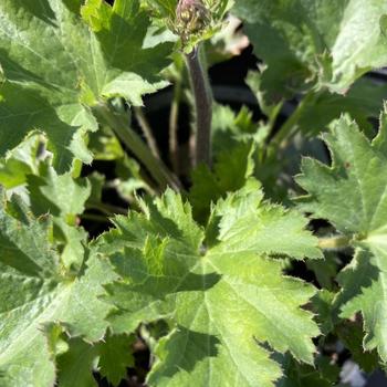 Heuchera maxima