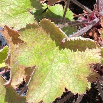 Heuchera maxima 'Opal' 