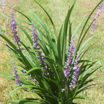 Liriope muscari 'Super Blue' 