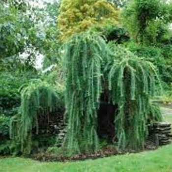 Larix decidua 'Horstmann's Recurva' 