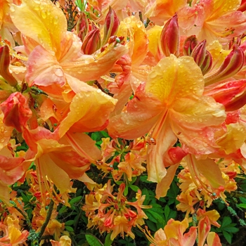 Rhododendron Exbury hybrid 'Klondyke' 