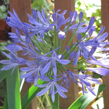 Agapanthus 'Peter Pan' 