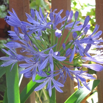 Agapanthus 'Midknight Blue®' African Lily