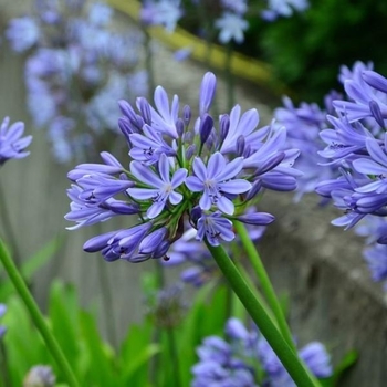 Agapanthus africanus 'Blue' 